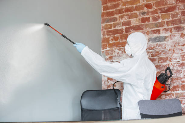 Best Emergency Mold Remediation  in Viola, NY