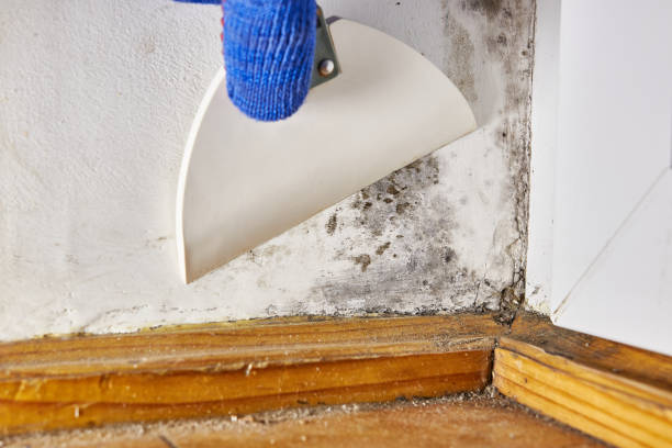 Best Commercial Mold Inspection  in Viola, NY
