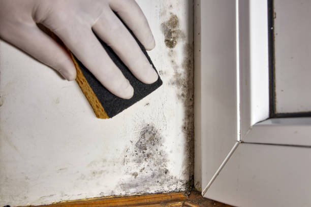 Best Mold Odor Removal Services  in Viola, NY